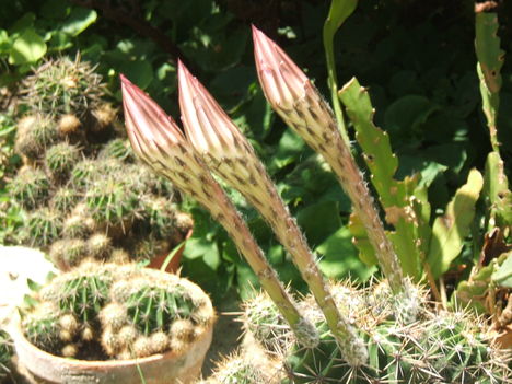 A kaktusz virágai 