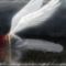 angel-5-1