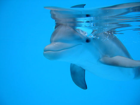 delfinborjú
