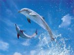 delfinek a levegőben