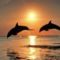 delfinek a napfelkeltében