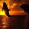 delfinek a naplementében