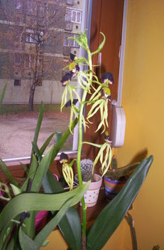 encyklia cochleata