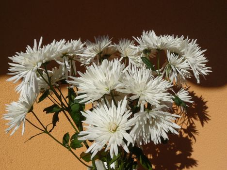 Fehér színű virágok 003
