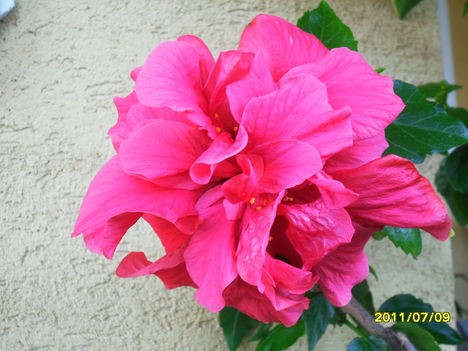 hibiszkusz