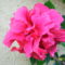 hibiszkusz