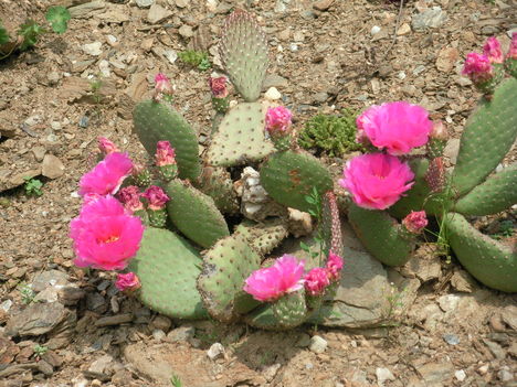 Kaktusz a sziklakertben