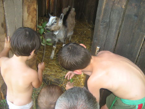 Kép 026