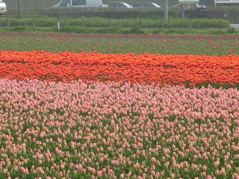 Keukenhof-tulipánmező