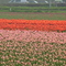 Keukenhof-tulipánmező