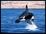 orka