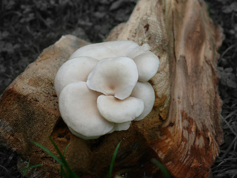 P1120854