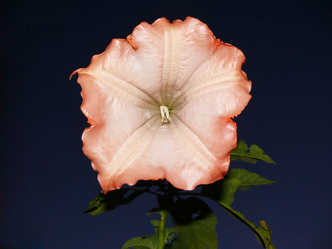 P1120995