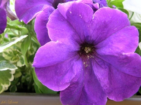 Petunia 1