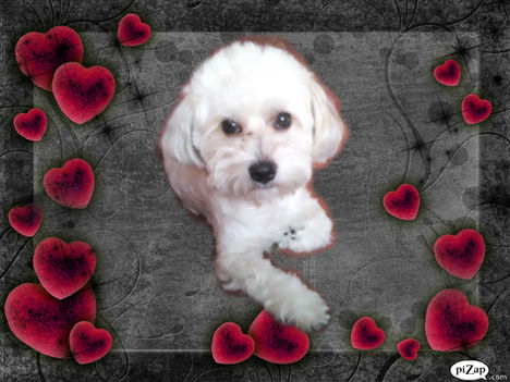 pizap