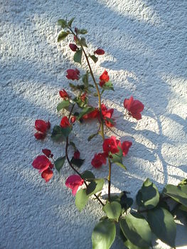 DSC00289