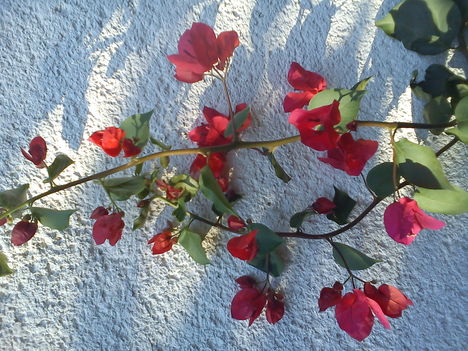 DSC00290