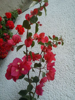 DSC00835