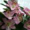 Liliom
