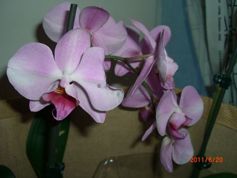 orchidea