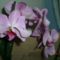 orchidea