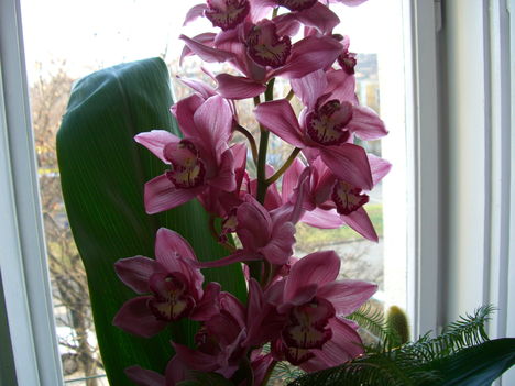 orchidea a kedvencek közül