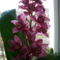 orchidea a kedvencek közül