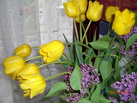  sárga tulipán