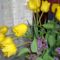 sárga tulipán