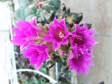 DSCF4873