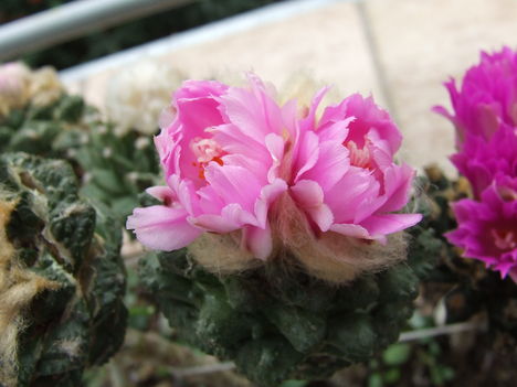 DSCF4878
