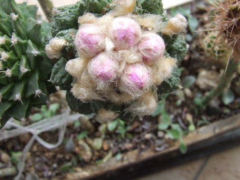 DSCF4881