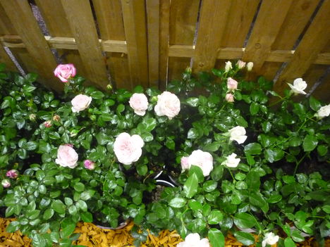 2011 10