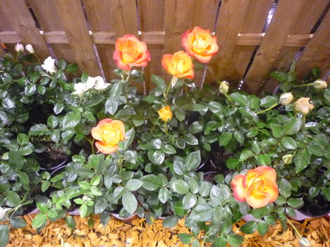 2011 4