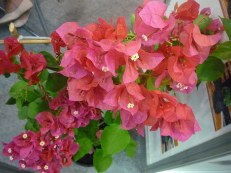2011 8