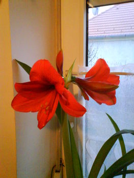 amarillis