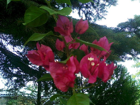 bougainvillea, különleges szinű