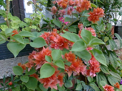 dupla tömött bougainv.