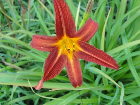 Hemerocallis  Anzac