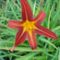 Hemerocallis  Anzac