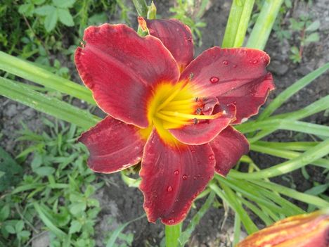Hemerocallis  Sammy Russel