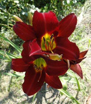 Hemerocallis  Sammy Russel