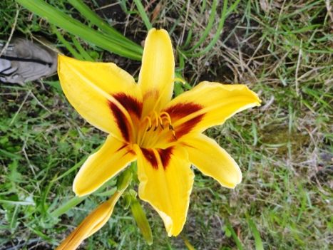 Hemerocallis Bonanza