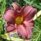 Hemerocallis Dark Red