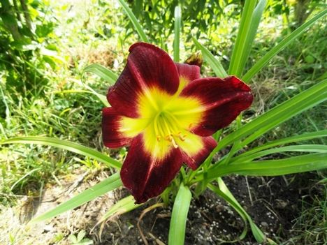 Hemerocallis Night Beacon