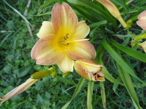 Hemerocallis Taglilie- Frans Hals