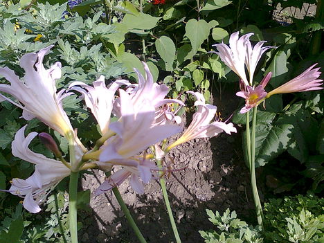 hölgyliliom