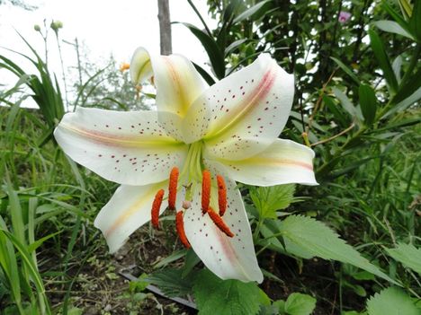 Lilium  Arena