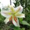 Lilium  Arena