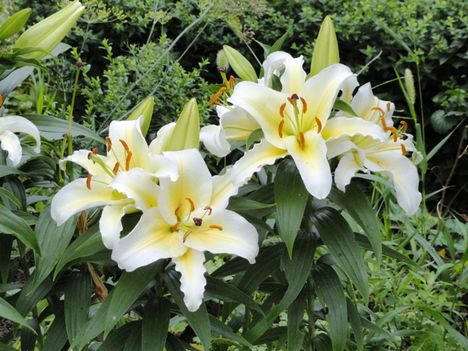 Lilium  Königslilien